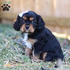 Betsy, Cavalier King Charles Spaniel Puppy